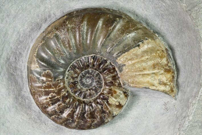 Jurassic Ammonite (Asteroceras) Fossil - Dorset, England #171301
